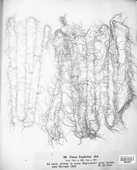 Dolichousnea longissima image